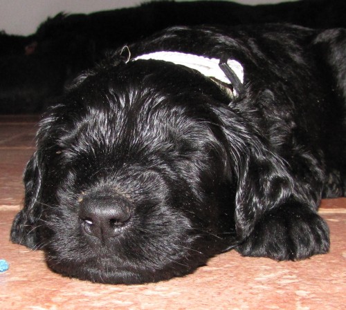 KN�RA� VELK� �ERN�