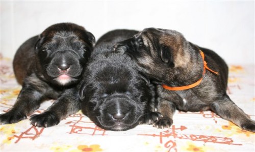 Chs: z Kraje Karla IV. - �t��ata NO s p.p.