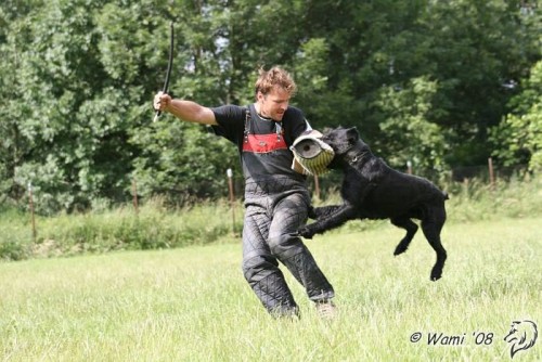 Kn�ra� velk� �ern�