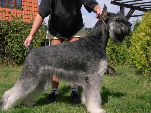 Kn�ra� velk� PEP� a S�L  