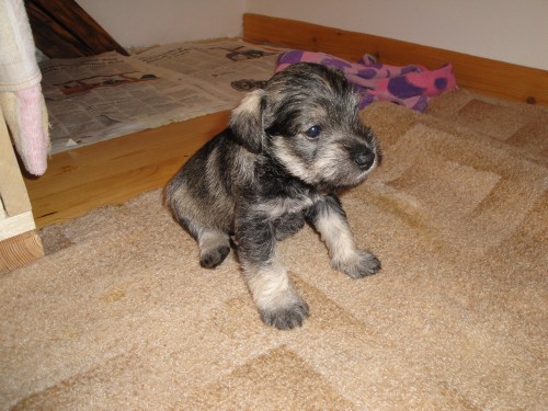 Prod�m �t�n� kn�ra�e mal�ho