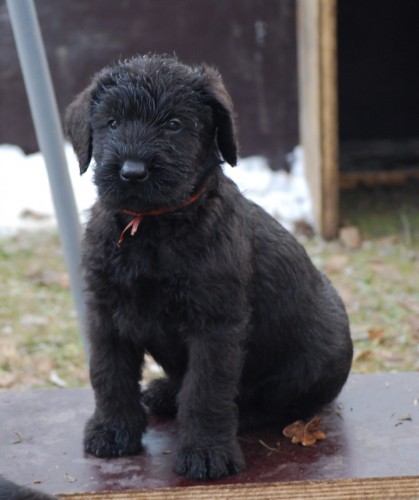 Kn�ra� velk� �ern�