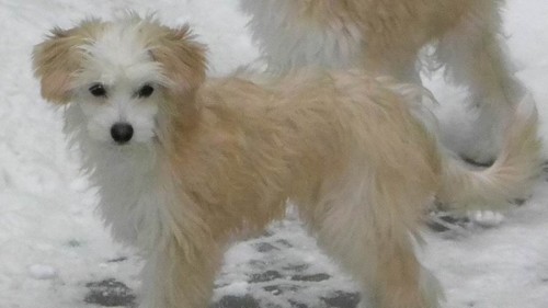 Mal� chlup��c�