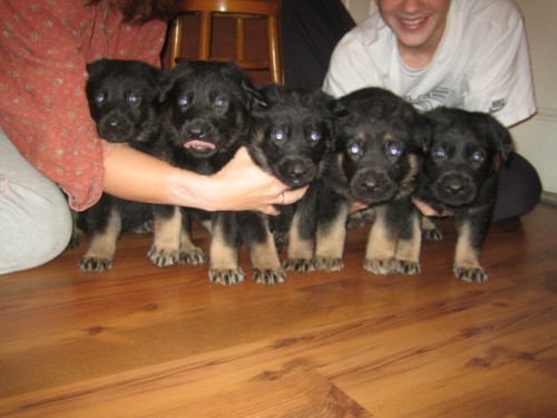 �t��ata n�meck�ho ov��ka