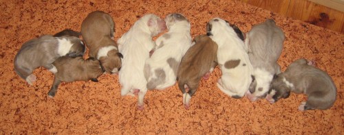 �t��ata SAO s PP