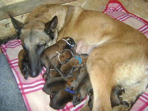 Belgick� ov��k malinois - �t��ata