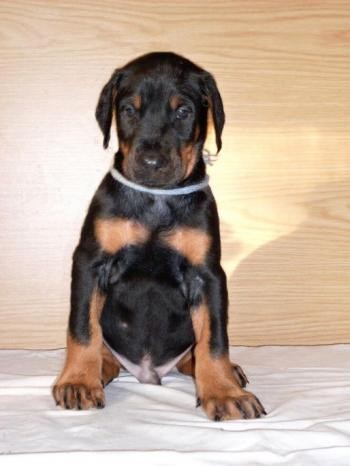 Prod�me �t�n�