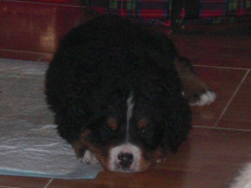 �t��ata Bernsk�ho sala�n�ka