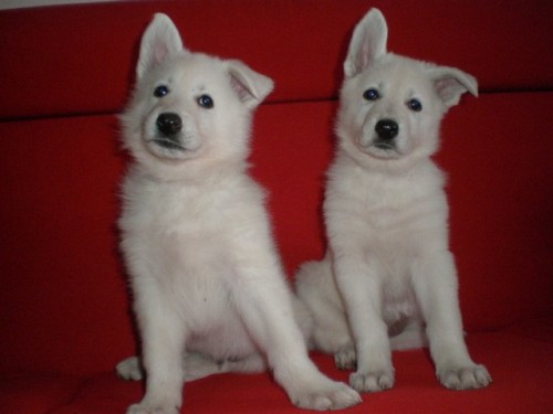 B�L� �V�CARSK� OV��K