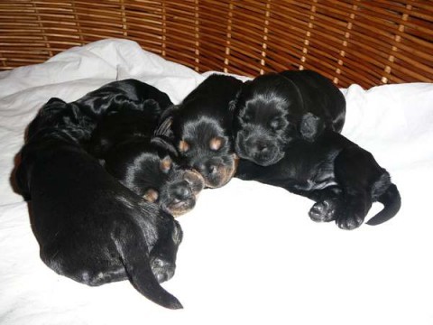 Anglick� kokr�pan�l, �t��ata s PP