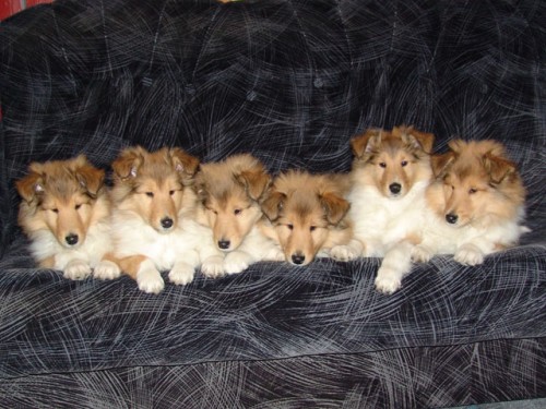 Kolie dlouhosrst� zlat�