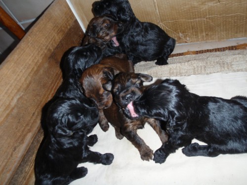 Briard - plav� a �ern� �t���tka