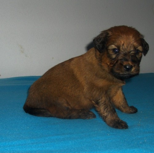 Briard - �t��ata s PP