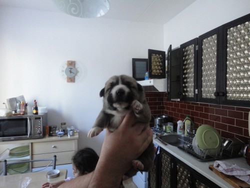 St�edoasijsk� pes