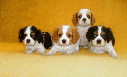 kaval�r king charles �pan�l