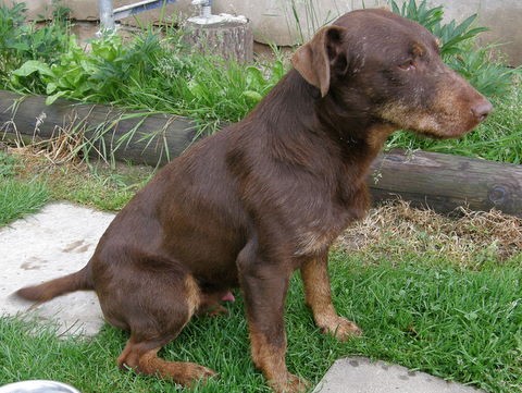 Hled� se jagdteri�r