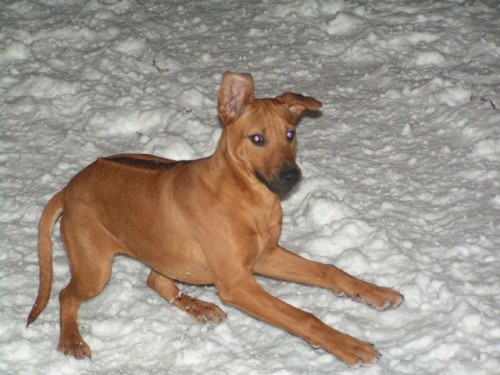 �t���tka rhod�sk�ho ridgebacka s PP