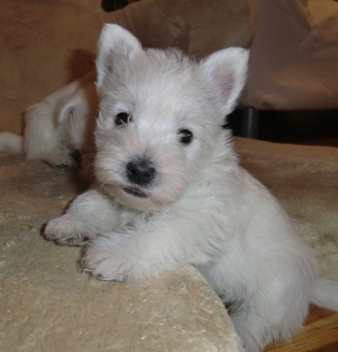 West�k s PP - SKV�L� CENA!