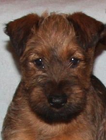 Irsk� teri�r - �t�n�, pes