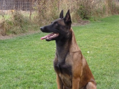 Belgick� ovl��k-malinois s PP