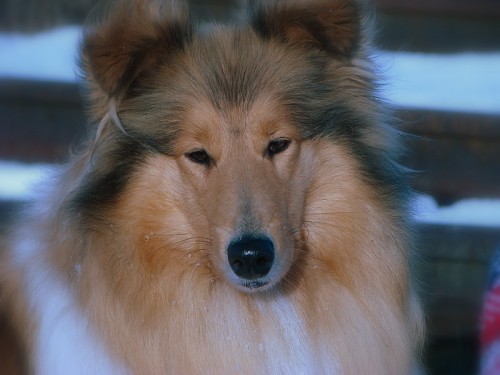 �t���tka s PP