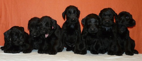 Kn�ra� velk� �ern� s PP