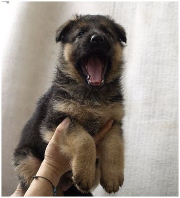 N�meck� ov��k