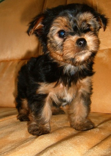 Jork��rsk� teri�r - st�n�tko s PP