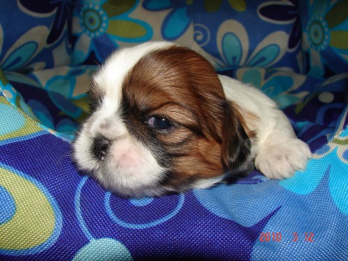 shih tzu �t�n�