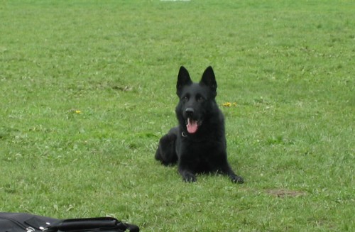 N�meck� ov��k �t��ata s PP