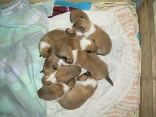 Zad�m n�dhern� �t���tka kolie dlouhosrst�-zlat�