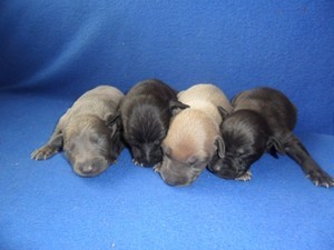 italsky chrtik- �t��ata s pp