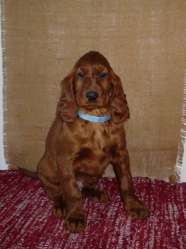 Nab�z�m �t���tka IS s PP - pejsci