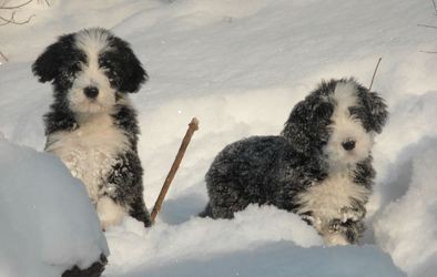 BEARDED COLLIE - �ernob�l� �t���tka s PP