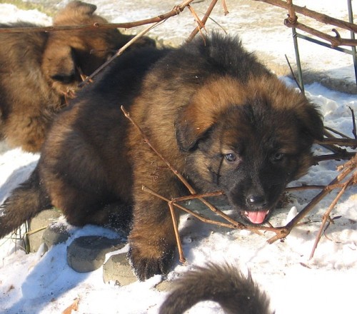 Kr�sn� vlko�ed� fenka - odb�r leden