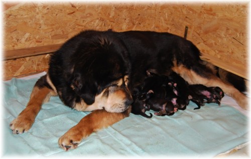 Tibetsk� doga - �t���tka s PP