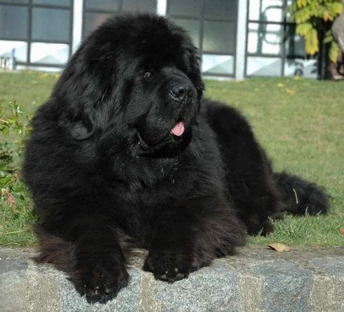 Novofundlandsk�  �t��ata od Trojsk� sk�ly