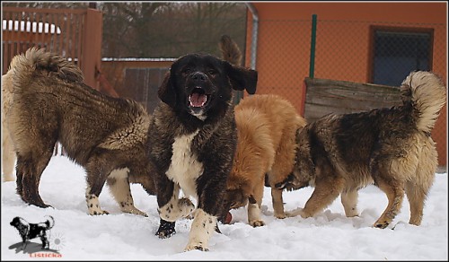 KAVKAZSK� PASTEVECK� PES