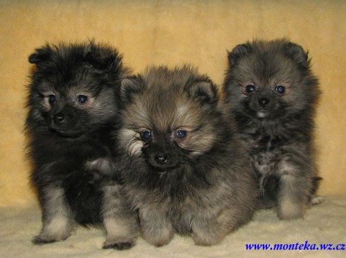 n�meck� �pic mal� , trpasli��