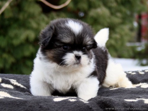 Tricolorn� �t���tka tibe���k�