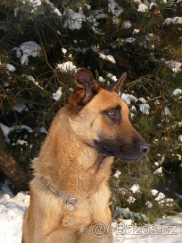 Belgick� ov��k malinois