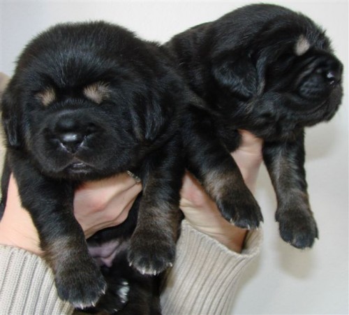 Tibetsk� doga - �t��ata