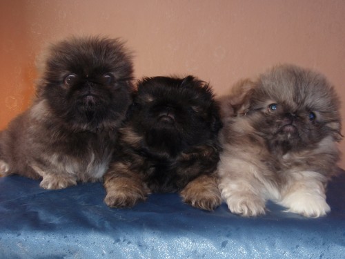 P E K I N � Z  �t��ata s PP