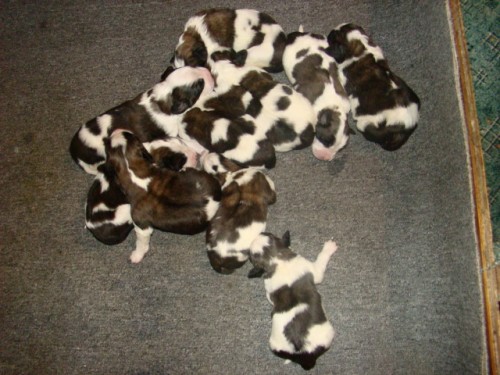 �t���tka bernard�na