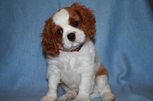 Kaval�r king charles �pan�l