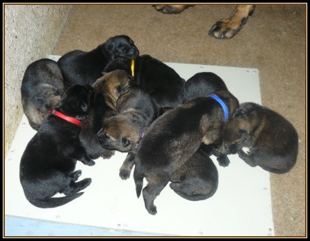 N�meck� ov��k - �t��ata