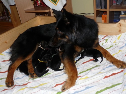 Chodsk� pes - �t��ata s PP