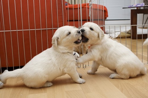 Zlat� retriever  - �t���tka