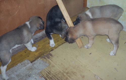 �t���tka str�doasiata