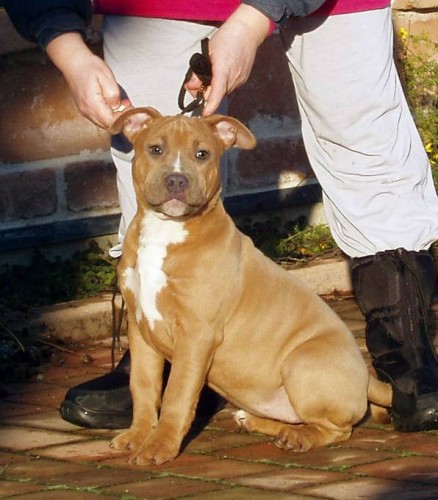 Americk� staford��rsk� teri�r-LEVN�